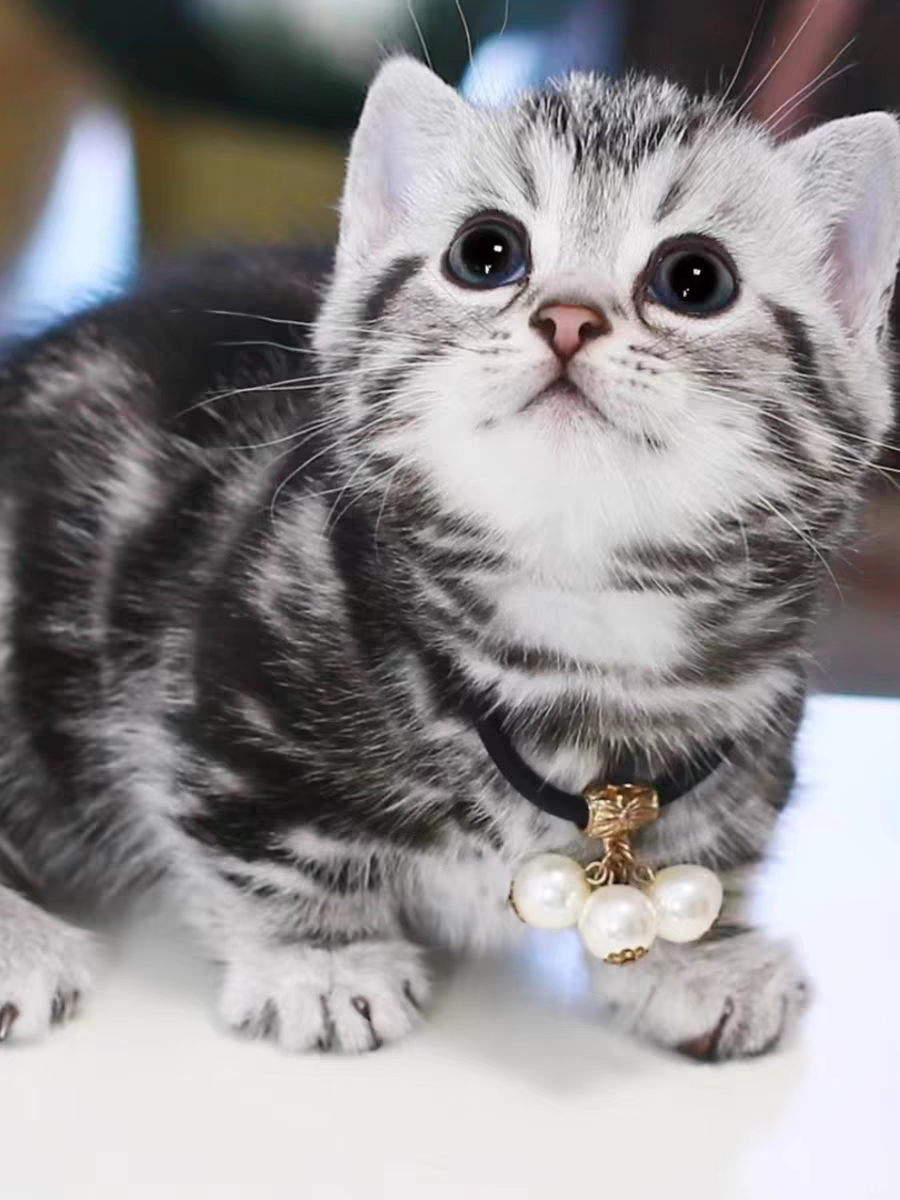 猫舍直销批发价格出售曼基康矮脚猫